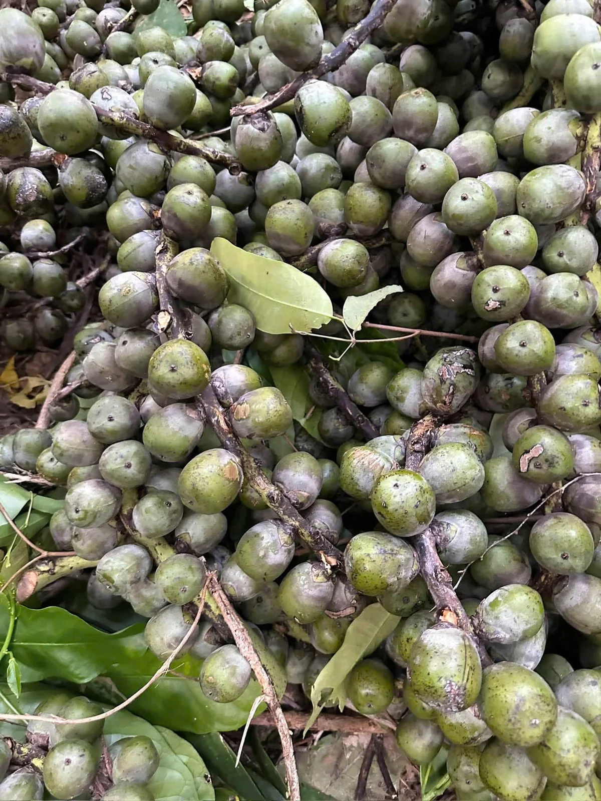 Buồng quả đác tươi xanh vào mùa đác Khánh Hòa