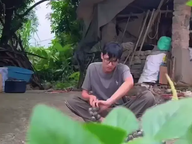 Người thu hoạch tách hạt đác tươi Khánh Hòa