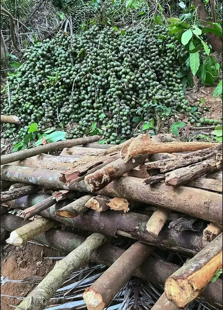 Quả đác tươi tròn nhỏ đang được rửa trong thau, khác hẳn quả thốt nốt to