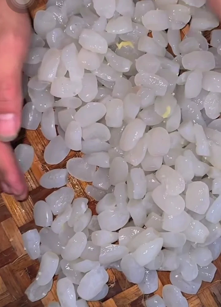 Tách hạt đác thủ công từ quả đác đã luộc, cho thấy hạt đác là hạt tự nhiên chứ không phải trân châu